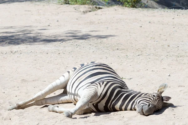 Afrikanisches Zebra legt sich auf den Boden — Stockfoto