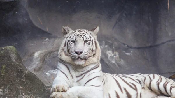 Tygrys Bengalski biały położył się na klifie — Zdjęcie stockowe