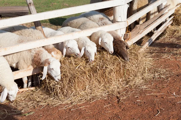 Fåren är utfodring i staketet i solljus — Stockfoto
