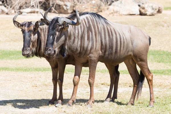 Brindled wildebeest closeup — Stock Photo, Image