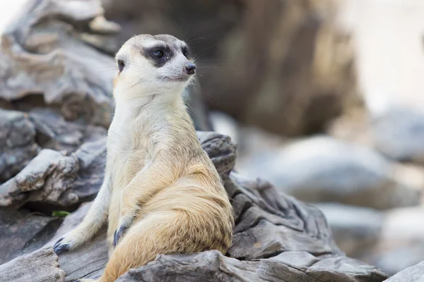 Meerkatze entspannt sich bei Bewachung — Stockfoto
