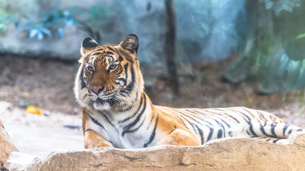 Tigre siberiana seduta sulla scogliera — Foto Stock