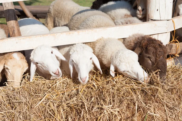 Sheep are feeding in the fence under sunlight — Stock Photo, Image