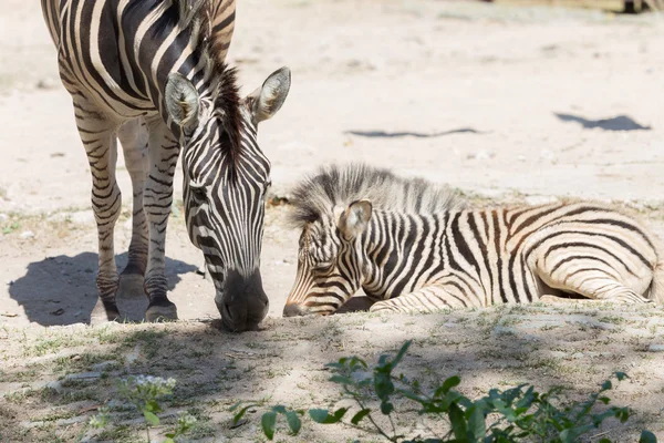 アフリカのシマウマの赤ちゃんと母親 — ストック写真