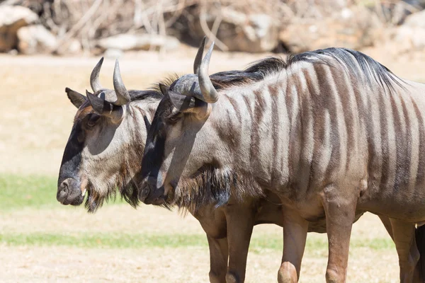 Brindled wildebeest closeup — Fotografie, imagine de stoc