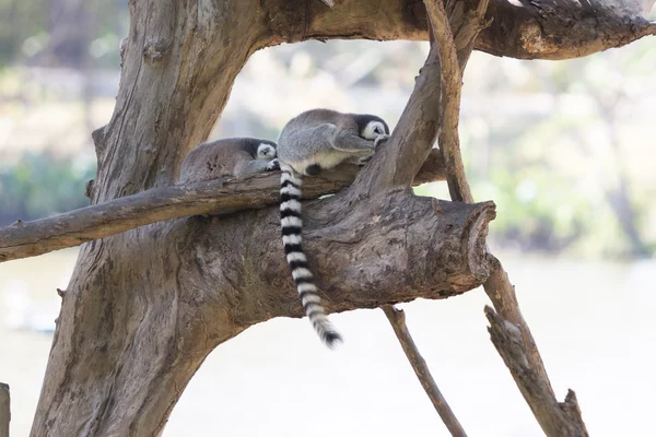 Familia de lémur de cola anillada sentada en el árbol — Foto de Stock