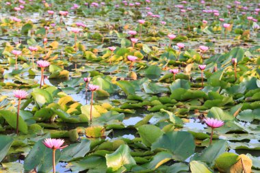 Gölette pembe nilüfer çiçeği