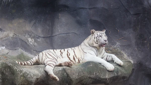 Tygrys Bengalski biały położył się na klifie — Zdjęcie stockowe