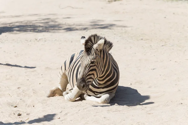 Afrikanisches Zebra legt sich auf den Boden — Stockfoto