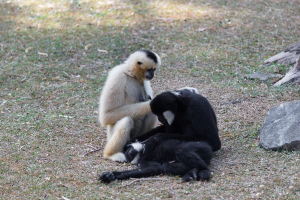 Severní bělolící gibbon hrát s sebou — Stock fotografie