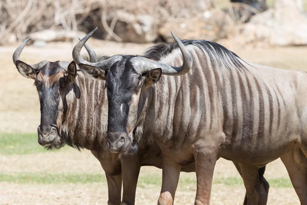 Brindled wildebeest portre — Stok fotoğraf