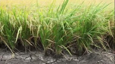 Tayland pirinç çiftlik