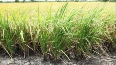 Tayland pirinç çiftlik