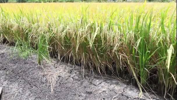 Fazenda de arroz na Tailândia — Vídeo de Stock