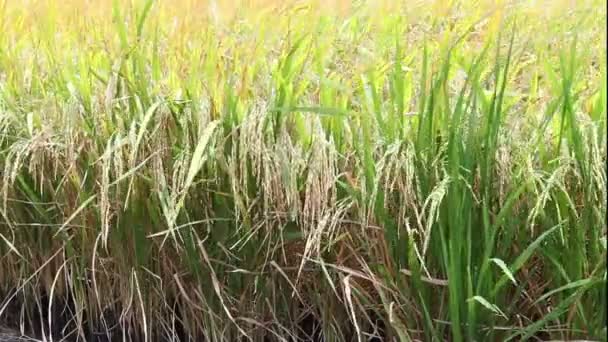 Fazenda de arroz na Tailândia — Vídeo de Stock