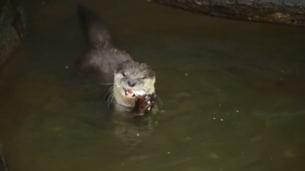 Βίδρα Τρώνε Μικρά Ψάρια Μια Λίμνη — Αρχείο Βίντεο