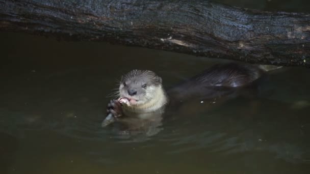 Lontra Mangiare Piccoli Pesci Uno Stagno — Video Stock