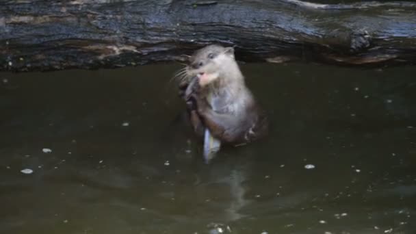 Lontra Mangiare Piccoli Pesci Uno Stagno — Video Stock