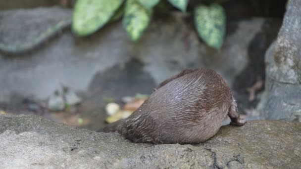 Otter Relax Sulla Roccia — Video Stock