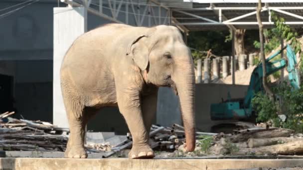 Elefante Singolo Villaggio — Video Stock