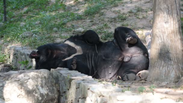 Asian Black Bear Ursus Thibetanus Playing Ground — Stock Video