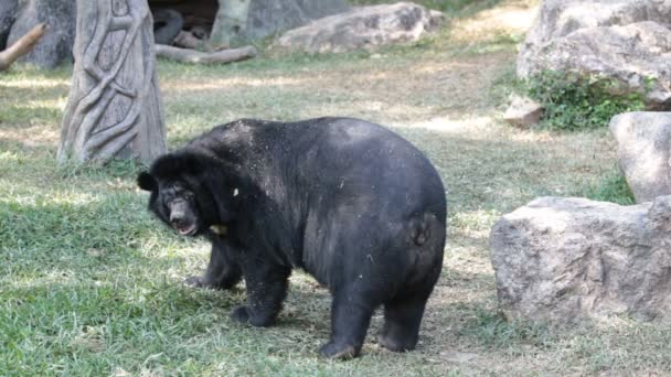 Азиатский Черный Медведь Ursus Thibetanus Играющий Земле — стоковое видео