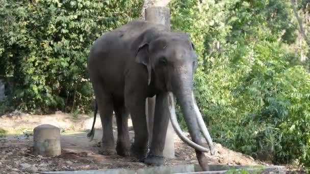 Singolo Elefante Nella Foresta — Video Stock