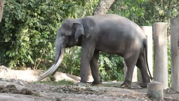 Un seul éléphant dans la forêt HD