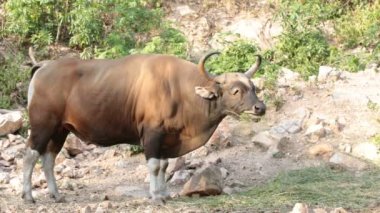 Banteng ya da Red Bull ormanda duruyor.
