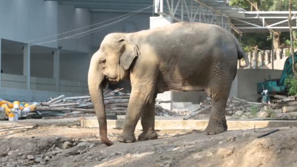 éléphant seul dans un village HD