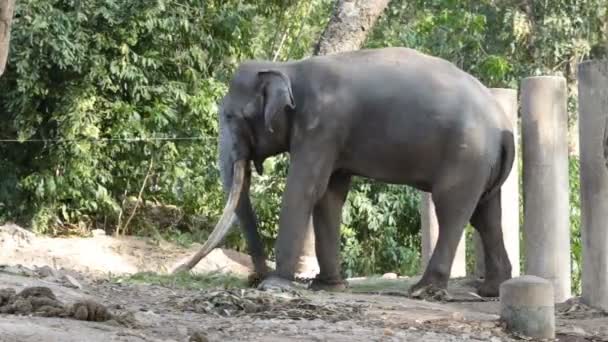 Singolo Elefante Nella Foresta — Video Stock