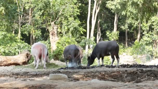 森の近くの水牛のグループ — ストック動画
