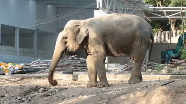 éléphant unique dans un village