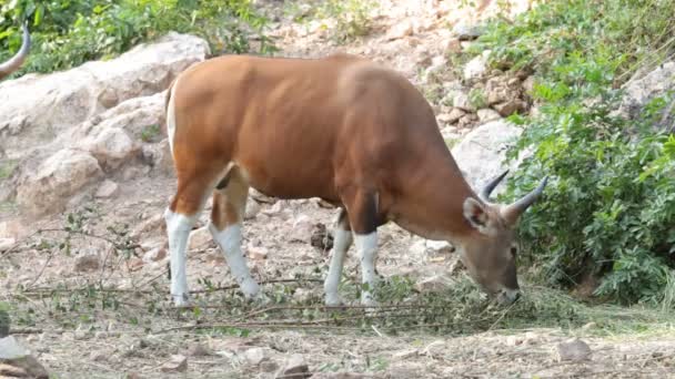 Banteng Red Bull Standing Forest — Stock Video