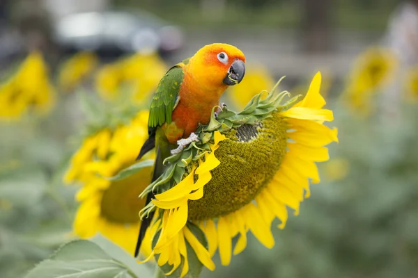 Campos de girasoles y aves loro . Imágenes de stock libres de derechos