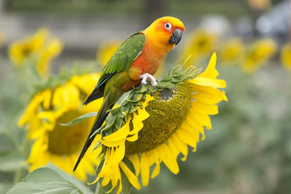 Gebied van zonnebloemen en papegaai vogel. Stockafbeelding