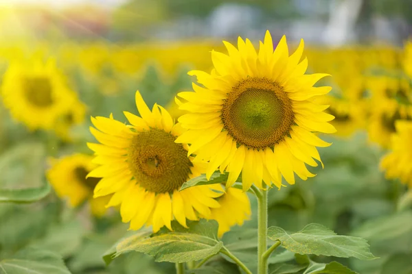 Sonnenblume lizenzfreie Stockfotos
