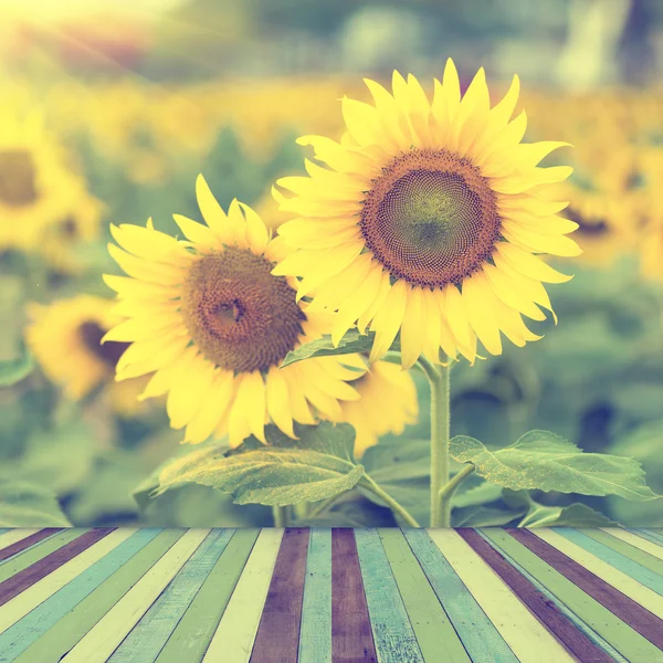 Campo di girasole e legno vuoto . — Foto Stock