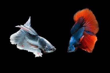 Daha iyi balık mücadele, bu güzel renk.