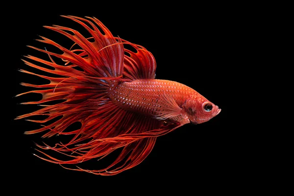 Captura el momento en movimiento de los peces siameses rojos de lucha aislados Imágenes De Stock Sin Royalties Gratis