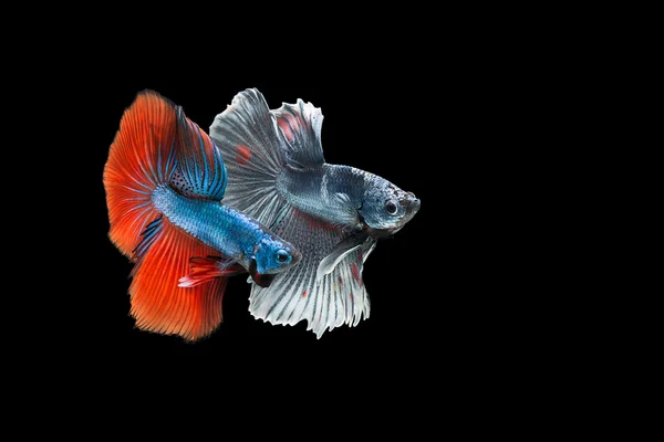 Betta peces está luchando, es hermoso color . Fotos De Stock