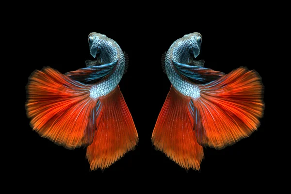 Captura el momento en movimiento de los peces siameses rojos de lucha aislados Fotos De Stock Sin Royalties Gratis