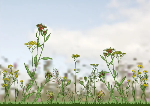 Planta com flores coloridas . —  Vetores de Stock