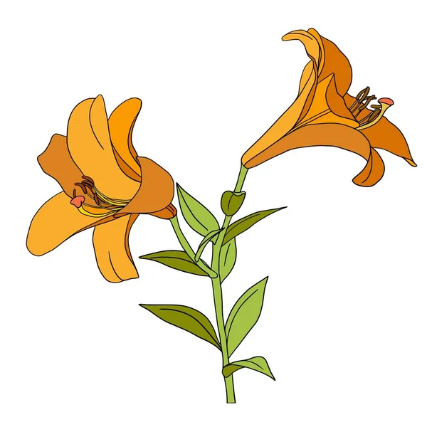 Lily bloem. Mooie, heldere, gele bloem. Vectorillustratie — Stockvector