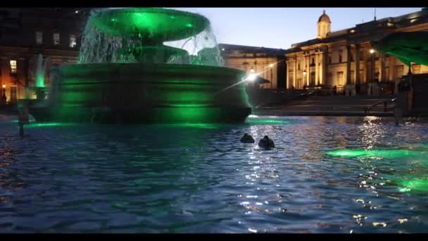Dos Patos Flotando Fuente Trafalgar Square Londres Inglaterra — Vídeos de Stock