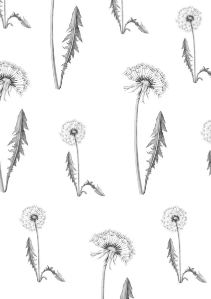 Realistic dandelion flower drawing set. Isolated wild plant and flying seeds. Herbal engraved style illustration. Dandelion pattern. Gray background with dandelion