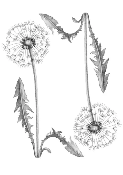Ρεαλιστικό σύνολο λουλουδιών πικραλίδα. Μεμονωμένα άγρια φυτά και ιπτάμενοι σπόροι. Φυτικό ανάγλυφο στυλ εικονογράφηση. Σχέδιο πικραλίδας. Γκρι φόντο με πικραλίδα — Φωτογραφία Αρχείου