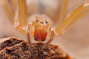 Akdeniz keşiş örümceği, keman örümceği (Loxosceles rufescens), kahverengi keşiş örümceği, vahşi ortamında.