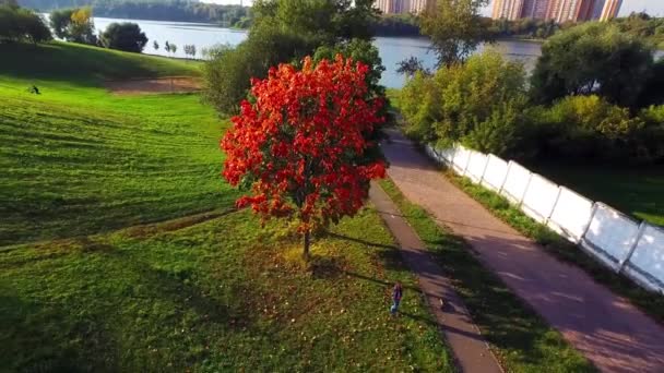 Árbol rojo en el día de otoño — Vídeo de stock