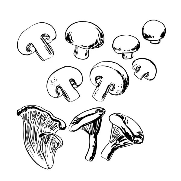 Ескіз продуктів харчування за лінією та аквареллю. Їстівні гриби, печериці, лисички — стоковий вектор